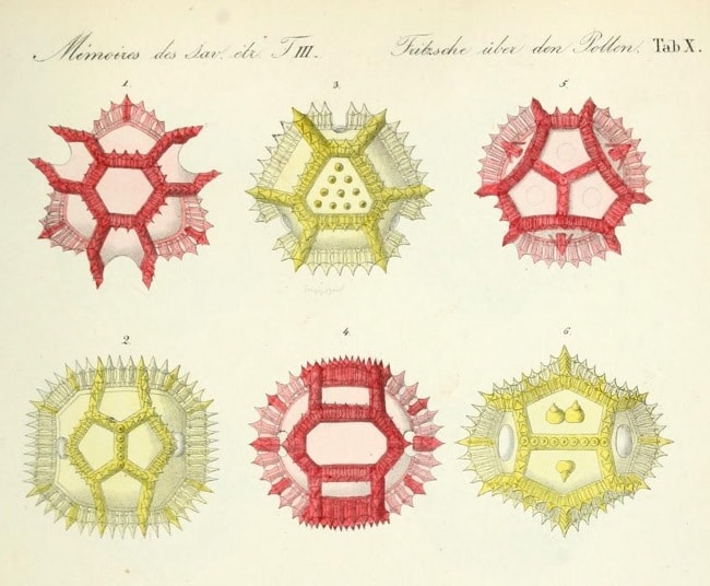 pollen-illustrations-public-domain-victor-ruano-santasombra