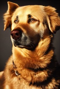 My Dogs